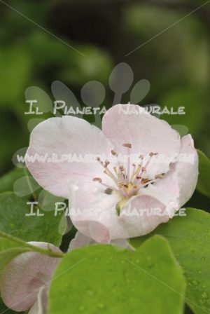 Cydonia oblonga fiore - Il Pianeta Naturale