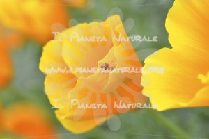 Eschscholtzia californica - Il Pianeta Naturale