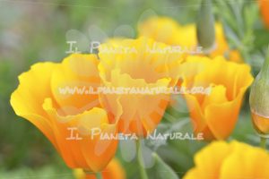 Eschscholtzia californica fiore - Il Pianeta Naturale