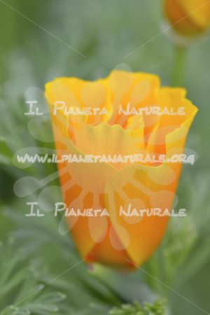 Eschscholtzia californica fiore - Il Pianeta Naturale