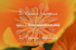Eschscholtzia californica  fiore - Il Pianeta Naturale