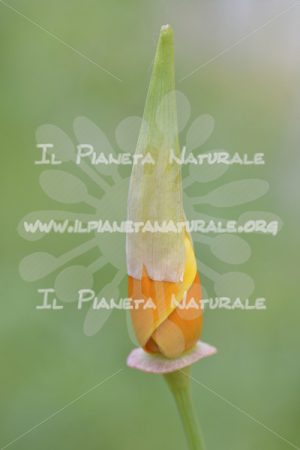 Eschscholtzia californica fiore antesi - Il Pianeta Naturale