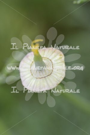 Eschscholtzia californica frutto - Il Pianeta Naturale