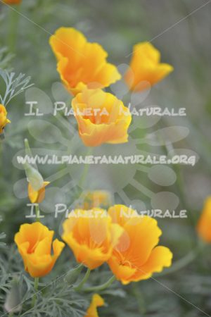 Eschscholtzia californica pianta - Il Pianeta Naturale