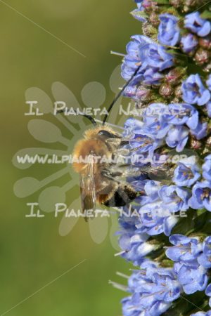 Eucera longicornis – ITA - Il Pianeta Naturale