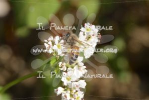 Fagopyrum esculentum   Apis mellifera – Poggio San Dionisio Basso – ITA - Il Pianeta Naturale
