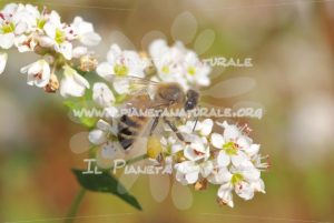 Fagopyrum esculentum  Apis mellifera – Poggio San Dionisio Basso – ITA - Il Pianeta Naturale