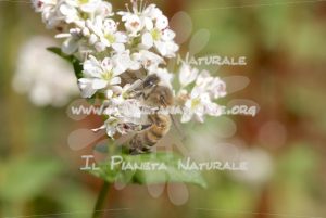 Fagopyrum esculentum Apis mellifera – Poggio San Dionisio Basso – ITA - Il Pianeta Naturale