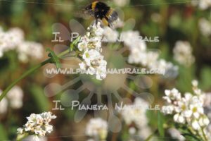 Fagopyrum esculentum  Bombus terrestris – Poggio San Dionisio Basso – ITA - Il Pianeta Naturale