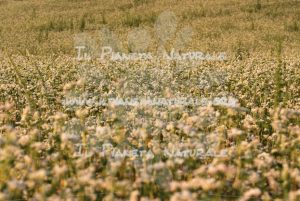 Fagopyrum esculentum campo – Poggio San Dionisio Basso – ITA - Il Pianeta Naturale
