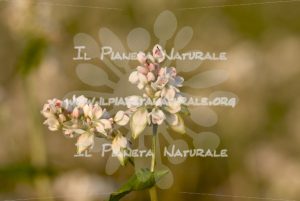 Fagopyrum esculentum  fiore – Poggio San Dionisio Basso – ITA - Il Pianeta Naturale