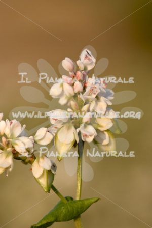 Fagopyrum esculentum  fiore – Poggio San Dionisio Basso – ITA - Il Pianeta Naturale