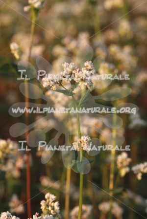 Fagopyrum esculentum    pianta – Poggio San Dionisio Basso – ITA - Il Pianeta Naturale
