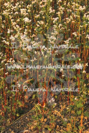 Fagopyrum esculentum  pianta – Poggio San Dionisio Basso – ITA - Il Pianeta Naturale