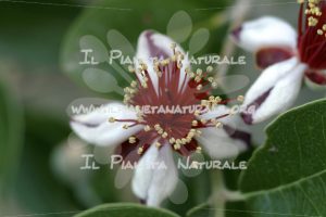 Feijoa sellowiana – ITA - Il Pianeta Naturale