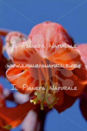 Fiore a campanella – ITA - Il Pianeta Naturale