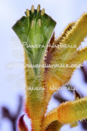 Fiore di Anigozanthos – ITA - Il Pianeta Naturale