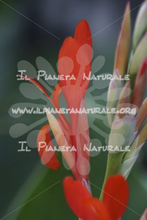 Fiore di Canna indica – ITA - Il Pianeta Naturale