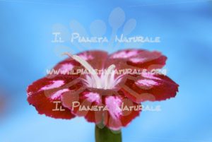 Fiore di garofano – ITA - Il Pianeta Naturale