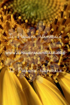 Fiore di girasole – ITA - Il Pianeta Naturale