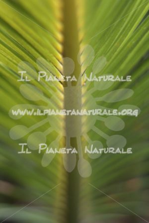 Foglia di Palma – ITA - Il Pianeta Naturale