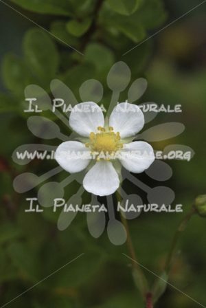 Fragaria vesca 1 fiore – Poggio San Dionisio Basso – ITA - Il Pianeta Naturale