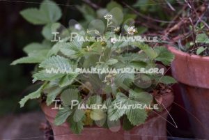 Fragaria vesca 2 pianta – Poggio San Dionisio Basso – ITA - Il Pianeta Naturale