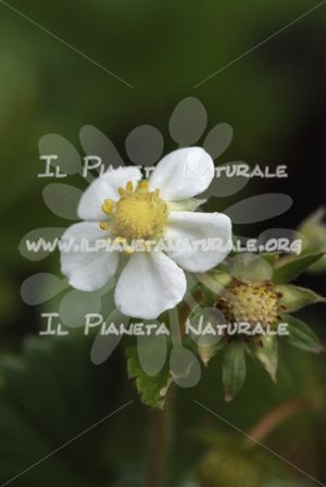 Fragaria vesca fiore – Poggio San Dionisio Basso – ITA - Il Pianeta Naturale