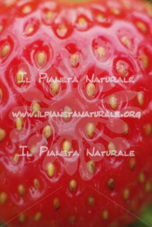 Fragaria vesca frutto – Poggio San Dionisio Basso – ITA - Il Pianeta Naturale