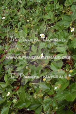 Fragaria vesca pianta – Poggio San Dionisio Basso – ITA - Il Pianeta Naturale