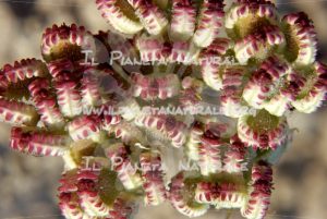 Frutti di Tordylium apulum – ITA - Il Pianeta Naturale