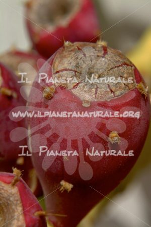 Frutto di Opuntia sp. – ITA - Il Pianeta Naturale