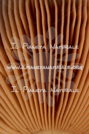 Fungho di sotto – Castel d’Arno – ITA - Il Pianeta Naturale