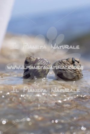 Gasteropodi in mare – ITA - Il Pianeta Naturale