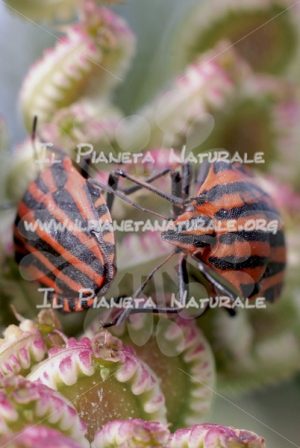 Graphosoma italicum – ITA - Il Pianeta Naturale