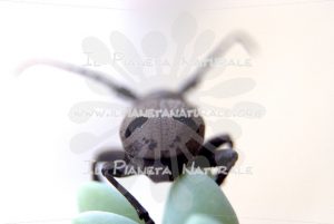Herophila tristis – ITA - Il Pianeta Naturale