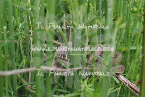 Il Biacco – Castel d’Arno – ITA - Il Pianeta Naturale