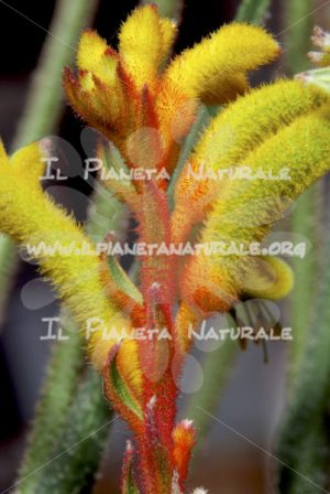 Infiorescenza di Anigozanthos – ITA - Il Pianeta Naturale
