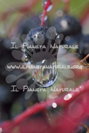 Lente d’acqua – ITA - Il Pianeta Naturale