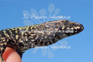 Lucertola muraiola – Castel d’Arno – ITA - Il Pianeta Naturale