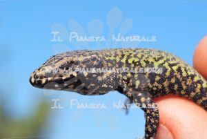 Lucertola muraiola – Castel d’Arno – ITA - Il Pianeta Naturale