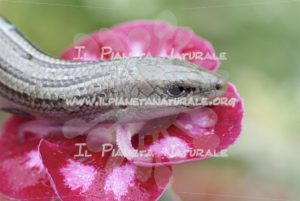Luscengola – ITA - Il Pianeta Naturale