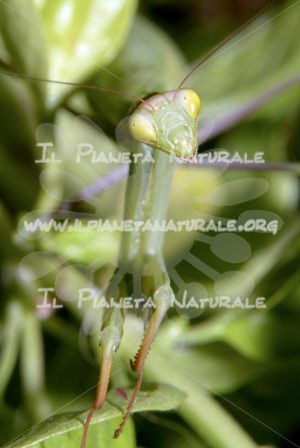 Mantide religiosa – ITA - Il Pianeta Naturale