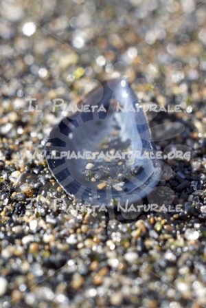 Mitilo comune – ITA - Il Pianeta Naturale