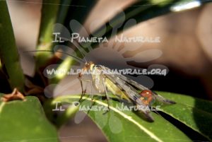 Mosca scorpione – ITA - Il Pianeta Naturale