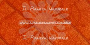 Nervature fogliari – ITA - Il Pianeta Naturale