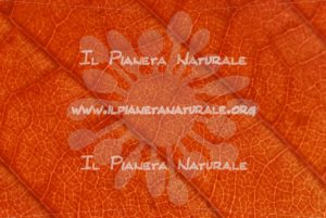 Nervature fogliari – ITA - Il Pianeta Naturale