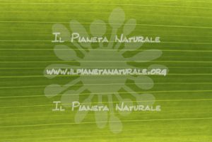 Nervature fogliari – ITA - Il Pianeta Naturale