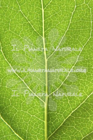 Nervature fogliari – ITA - Il Pianeta Naturale