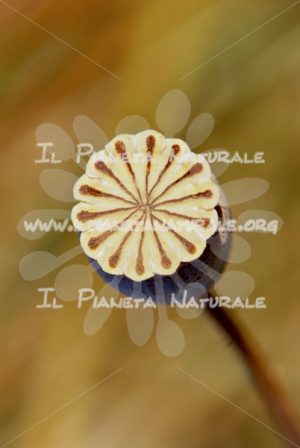 Ovario di Papavero – ITA - Il Pianeta Naturale